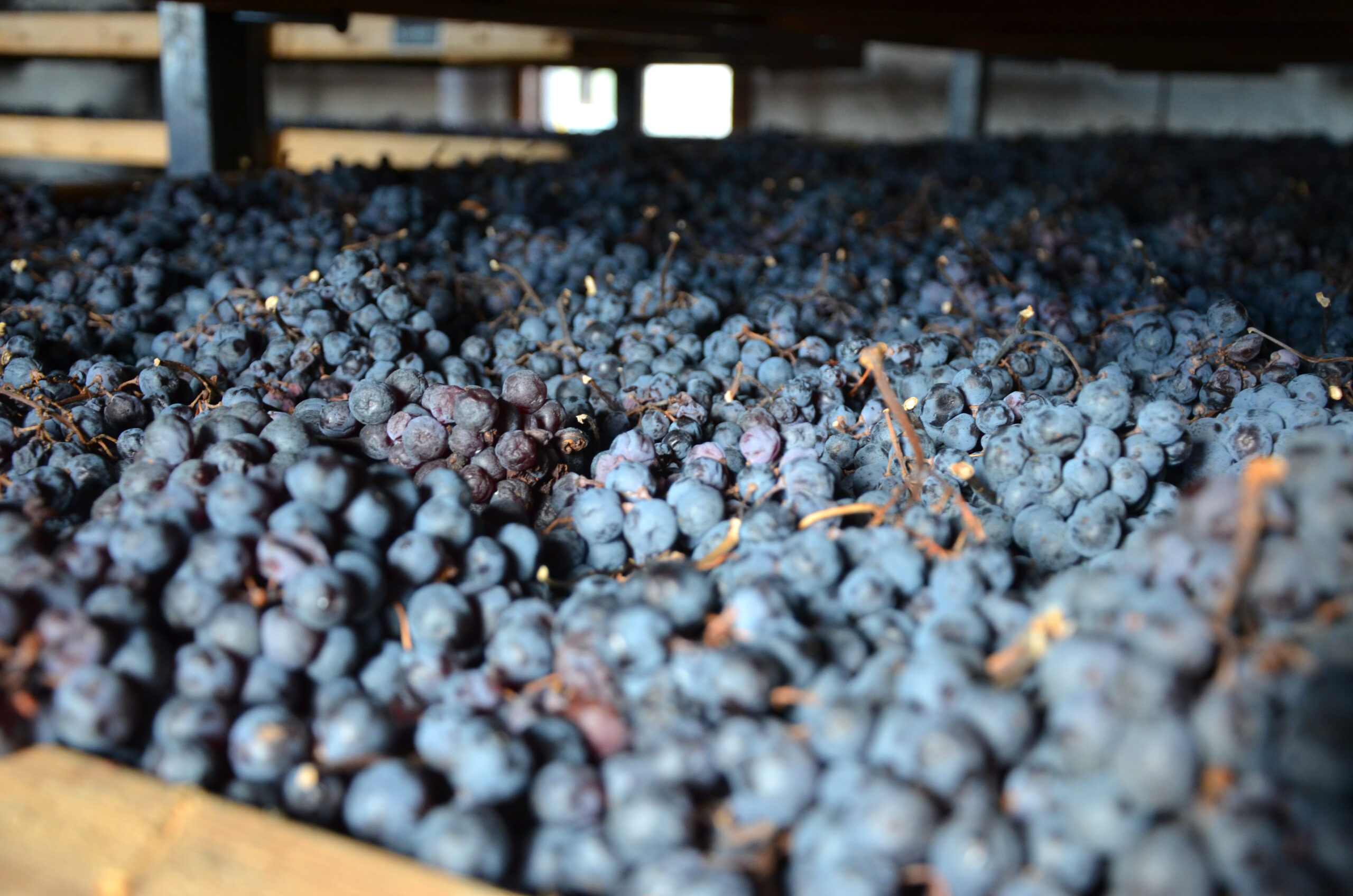 amarone-grapes